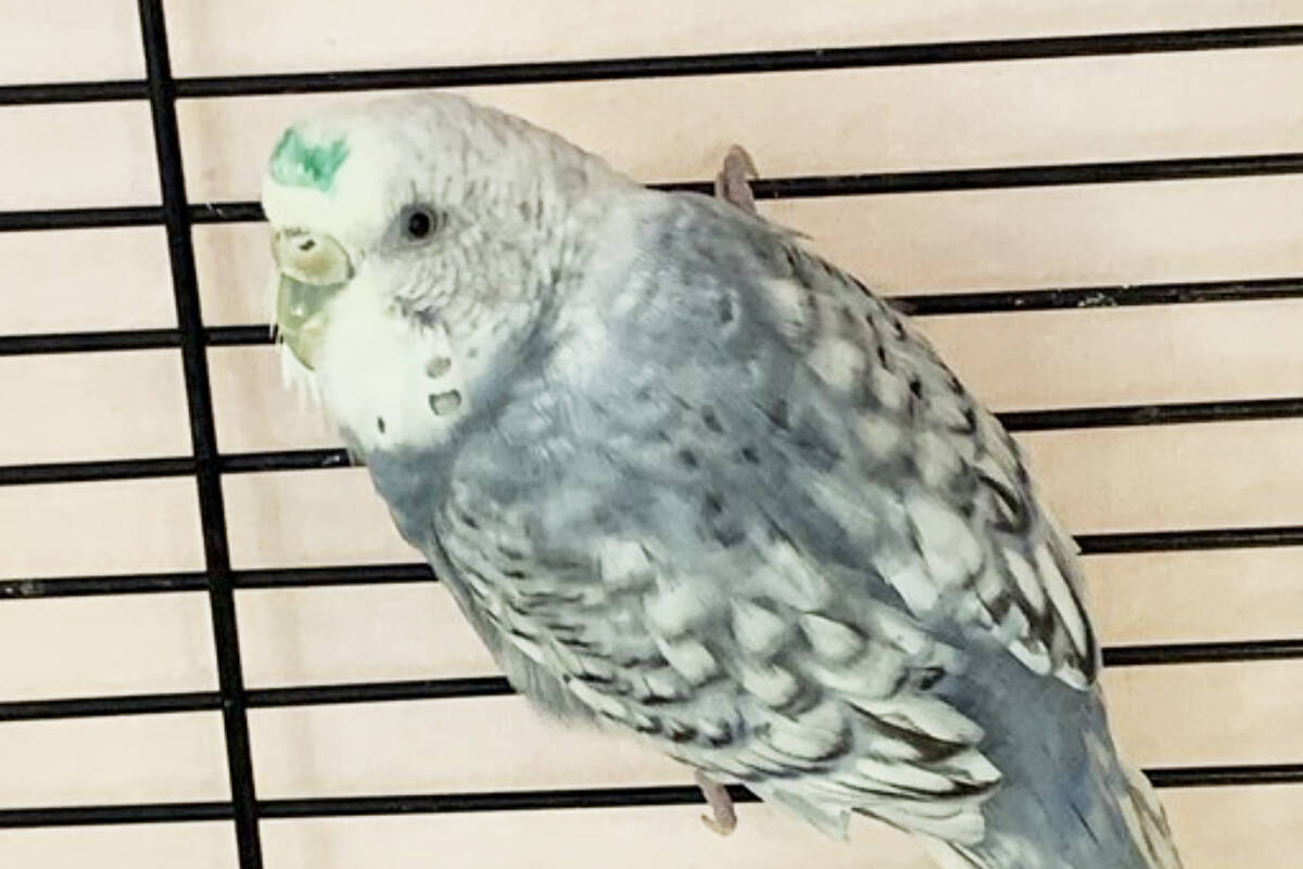 Dawn was part of a large seizure of budgies from the Okanagan and is waiting to be adopted out from the Maple Ridge branch of the BC SPCA. (BC SPCA/Special to The News)