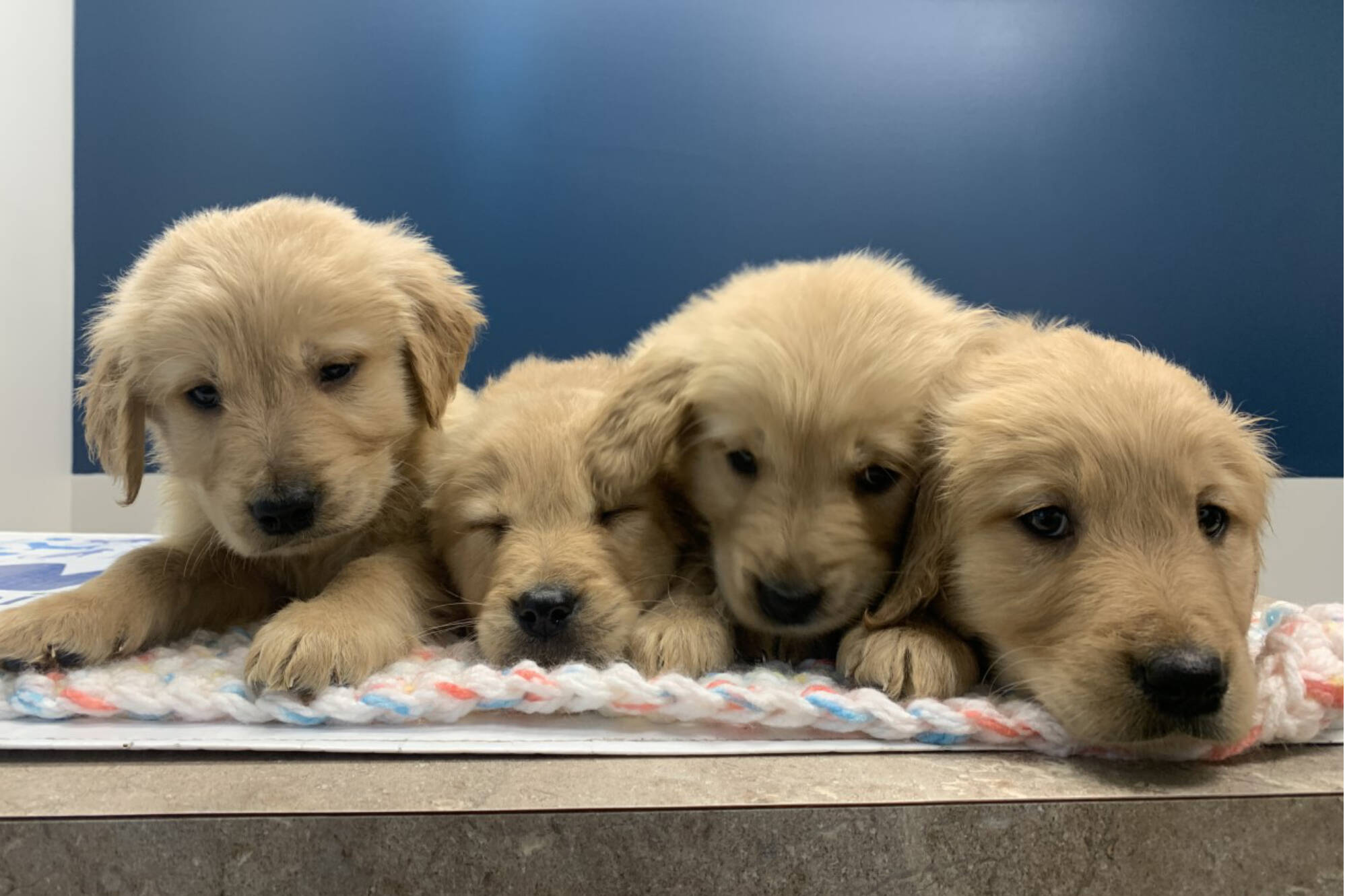Four of the six golden retriever puppies rescued from a North Okanagan property on Dec. 21, 2022. (BCSPCA/ photo)