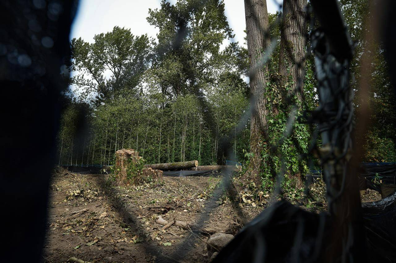 Trees felled for the expansion of Trans Mountain pipeline are seen in a fenced off construction area in Burnaby, B.C., on Saturday, September 17, 2022. THE CANADIAN PRESS/Darryl Dyck