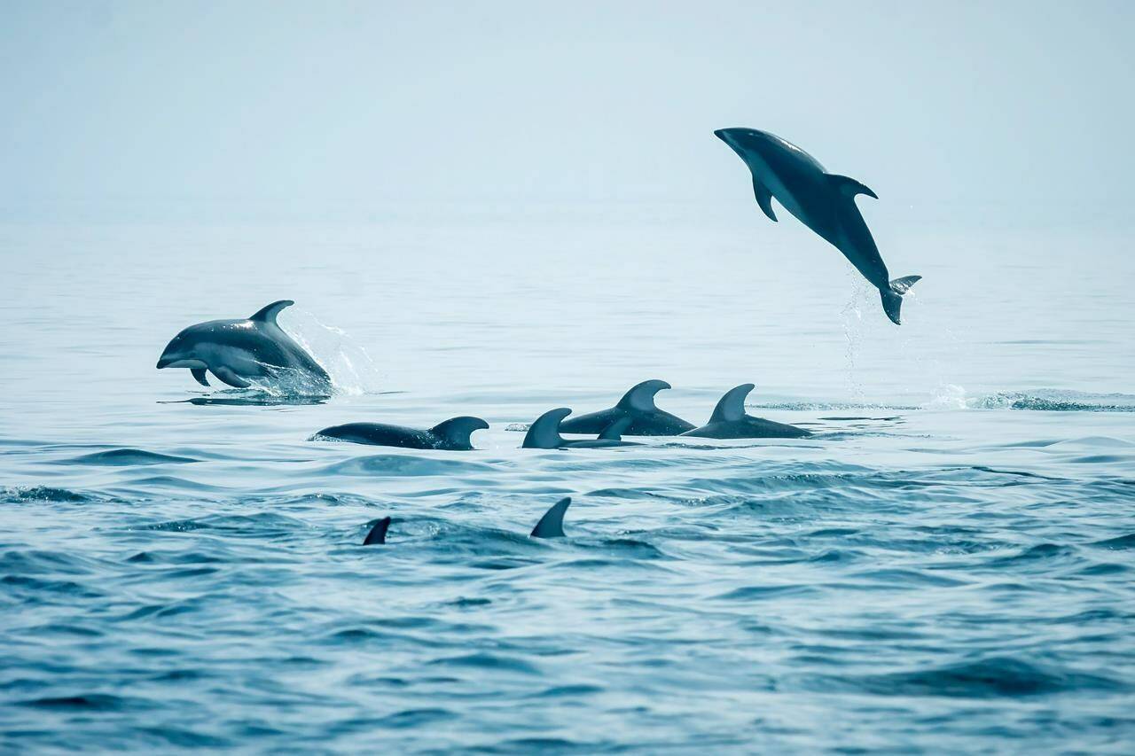 Pacific white sided dolphins swim the waters of Queen Charlotte Strait, along the northeast coast of Vancouver Island in British Columbia in this August 2018 handout image. THE CANADIAN PRESS/HO-University of British Columbia-Andrew Trites