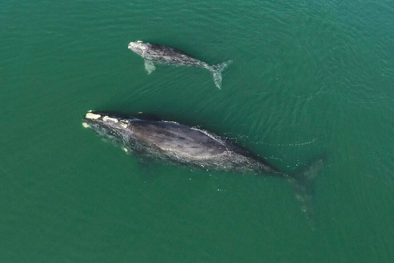 This Jan. 19, 2021 photo provided by the Georgia Department of Natural Resources shows a North Atlantic right whale mother and calf in waters near Wassaw Island, Ga. A scientist who studies the endangered North Atlantic right whales is cautiously optimistic after nine calves were spotted this season in the waters along the eastern coast.THE CANADIAN PRESS/AP-Georgia Department of Natural Resources/NOAA Permit #20556 via AP