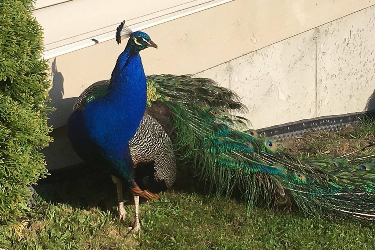 A peacock is seen in Surrey’s Sullivan Heights neighbourhood. In 2022, the B.C. Conservation Officer Service said one of the wackier calls it received was about a peacock seeking shelter in someone’s home. (Credit: Amy Reid)