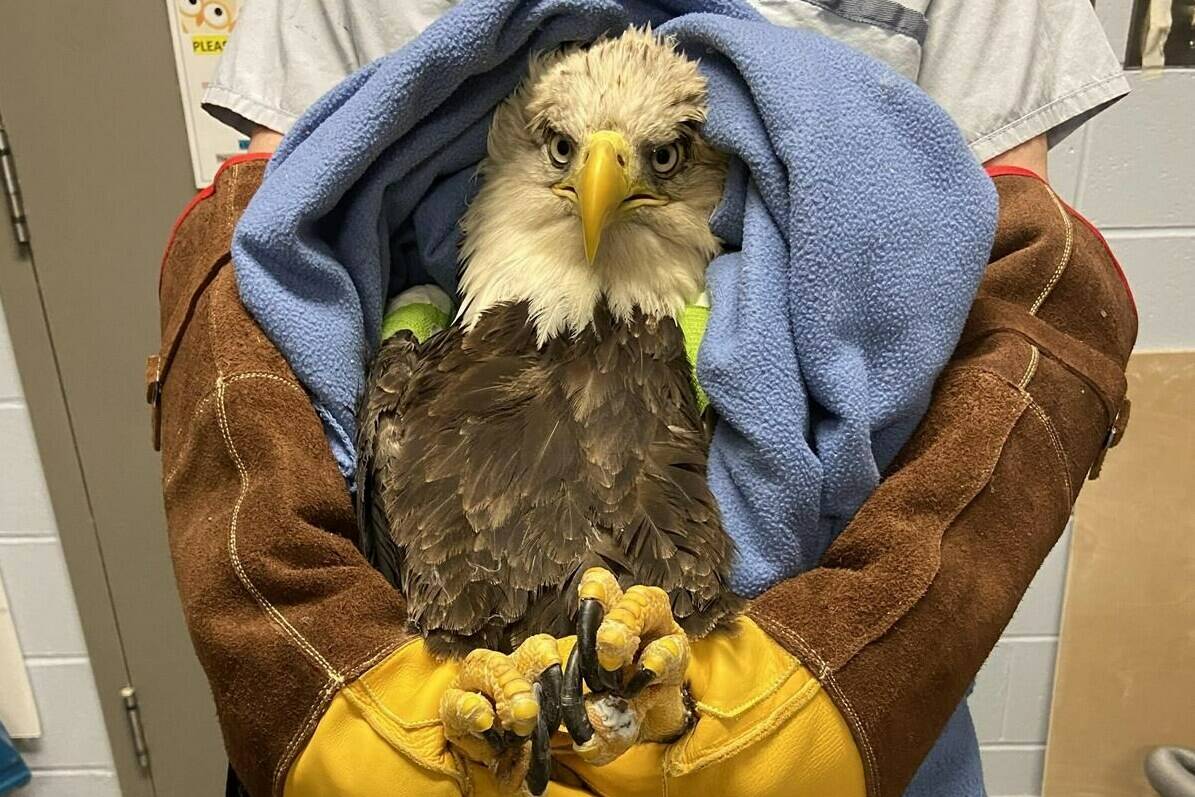 The bald eagle that was brought into the Atlantic Veterinary College hospital in Prince Edward Island after being hit by a car in October 2021 is shown in a handout photo. The eagle is doing well and settling in a new home. THE CANADIAN PRESS/HO-Atlantic Veterinary College **MANDATORY CREDIT**