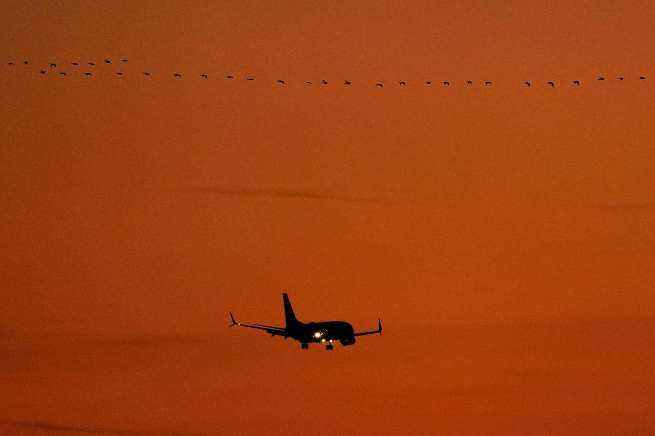 FILE - A Southwest Airlines passenger jet approaches Kansas City International Airport to land as geese fly overhead, Friday, Dec. 30, 2022, in Kansas City, Mo. A computer outage at the Federal Aviation Administration brought flights to a standstill across the U.S. on Wednesday, with hundreds of delays quickly cascading through the system at airports nationwide. (AP Photo/Charlie Riedel, File)