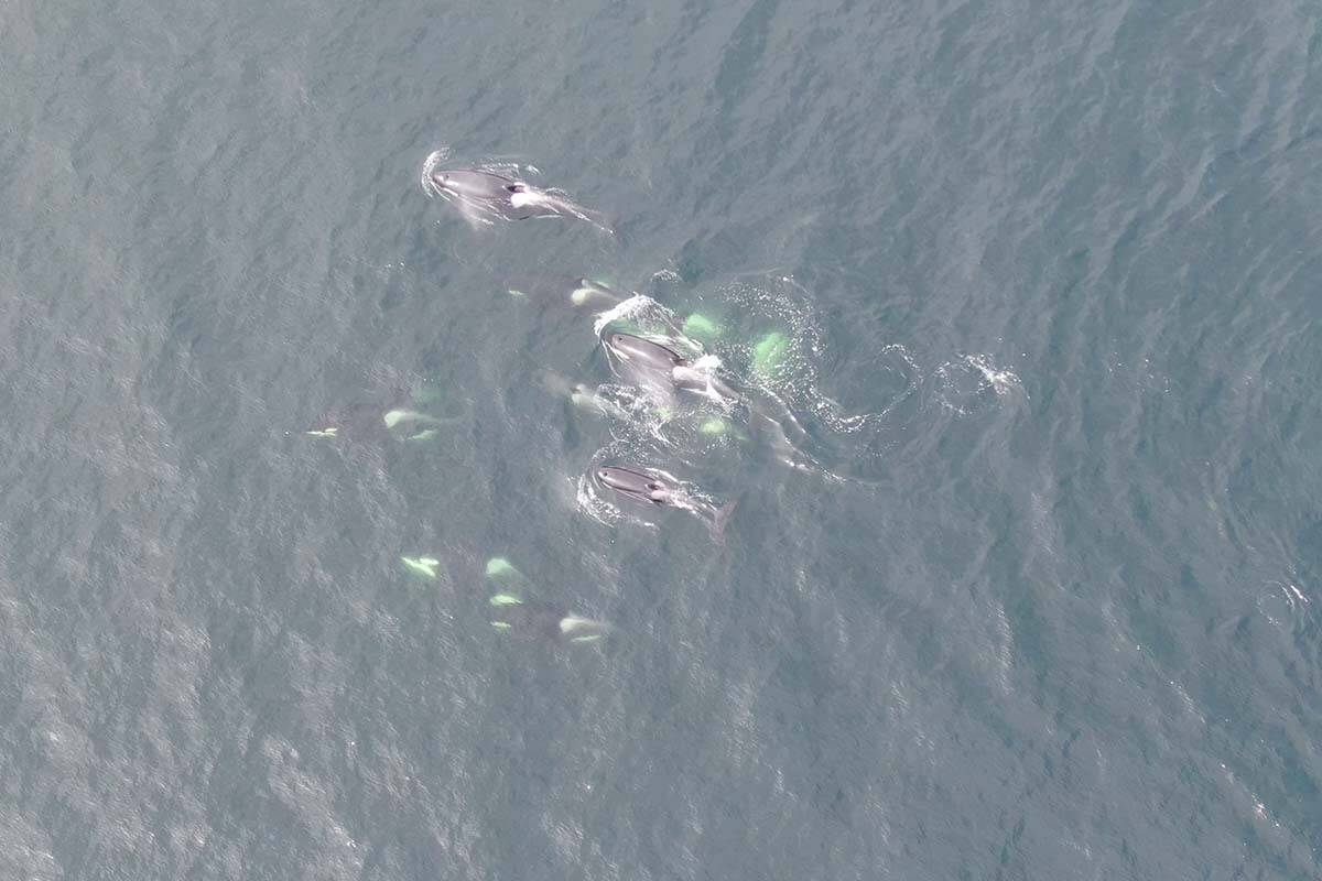 A UBC study examining orca bodies found between 2006 and 2018 has found a number of concerning chemicals inside them, including in endangered southern resident killer whales (pictured). (Credit: Paul Cottrell, DFO)