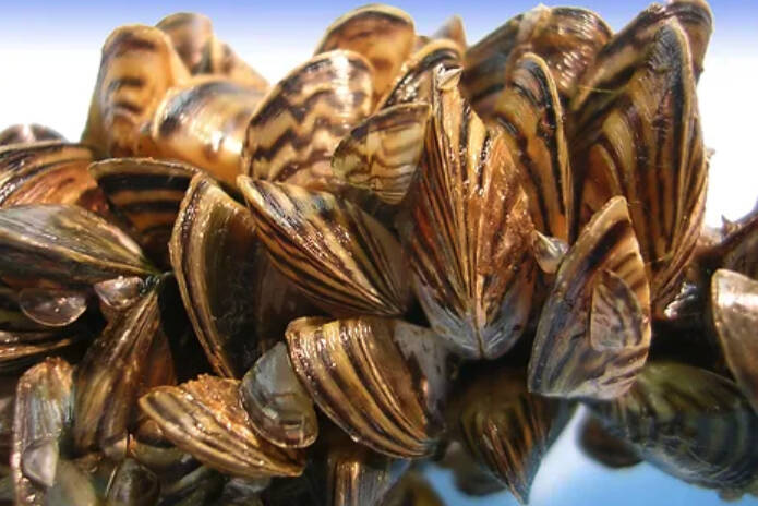 Muddy debris could be harbouring the larvae of the invasive Zebra Mussel or invasive plant seeds. (East Kootenay Invasive Species Council photo)