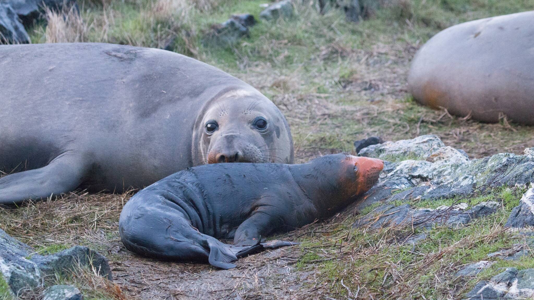 Sterling captured the birth of an elephant seal pup on Jan. 13, the second birth of the season on Race Rocks. (Courtesy of Derek Sterling)