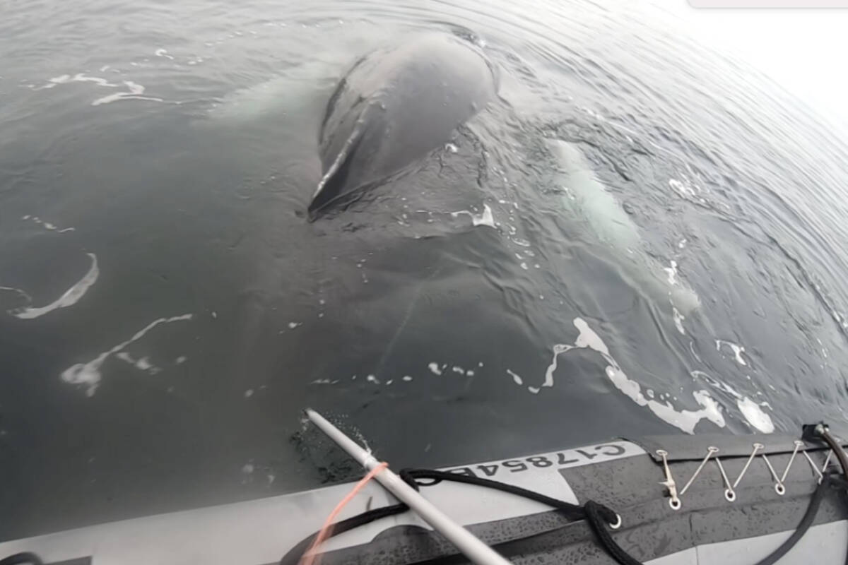DFO rescuing a young humpback whale from a dangerous entanglement. (DFO video screenshot)