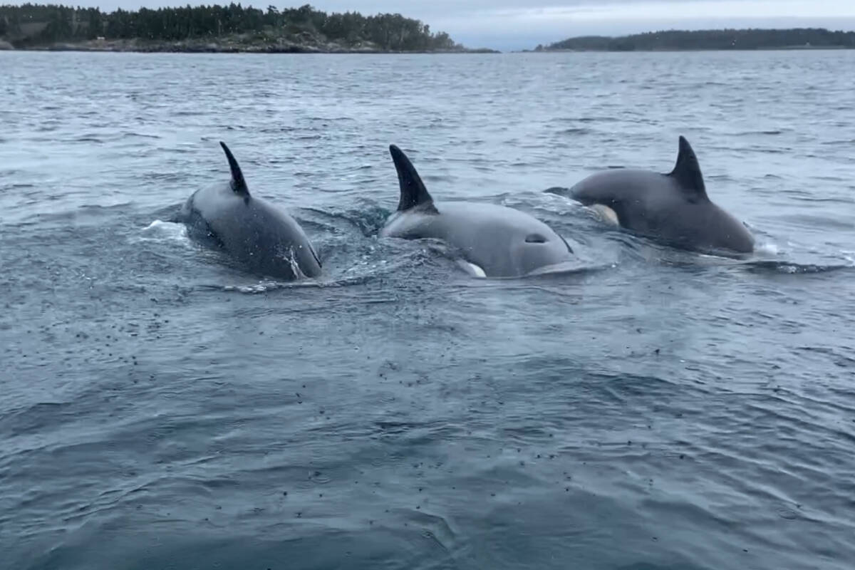 A group fishing off Greater Victoria had a once-in-a-lifetime encounter with a trio of young orcas on Jan. 17. (Courtesy Craig Twidale)