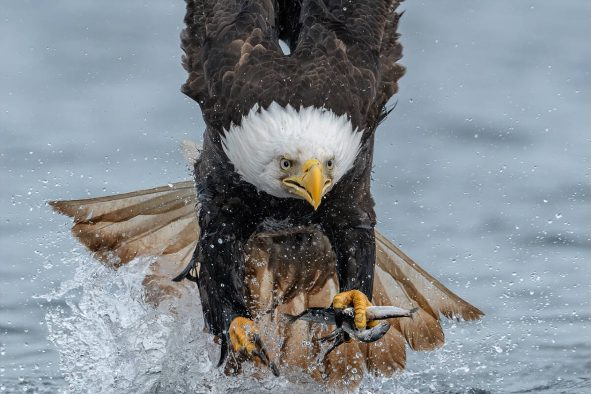 Anthony Bucci photographed a bald eagle in Blackfish Sound last fall as it swooped down on a herring ball. (Anthony Bucci Photography)