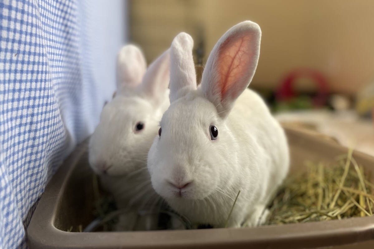 2 white rabbits chillin in some hay (Debra Walley BC SPCA)