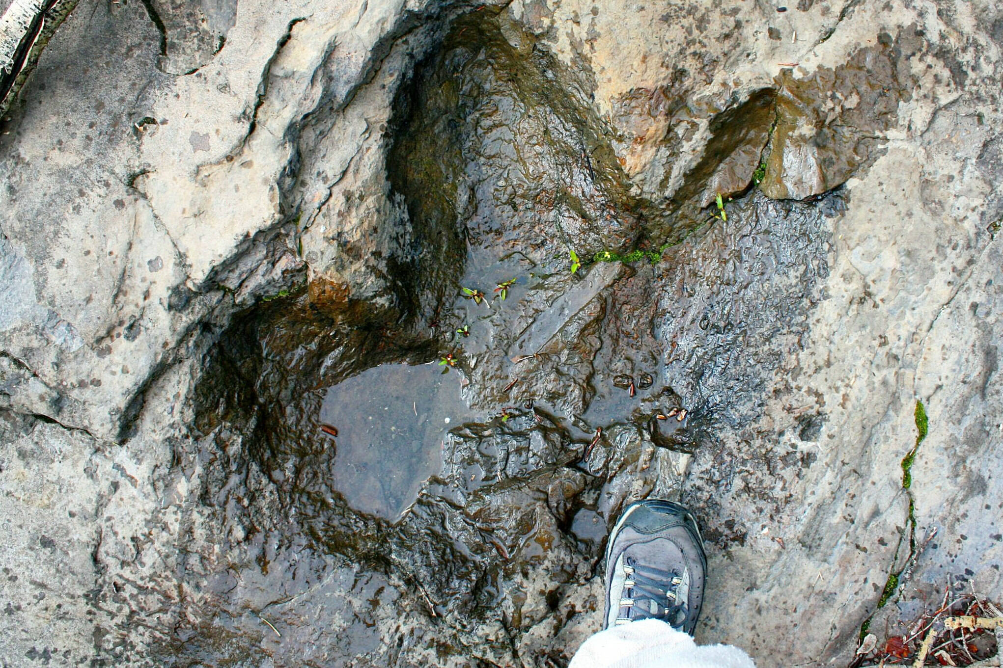 A northeast B.C. dinosaur footprint compared to a human foot. (District of Hudson’s Hope website)
