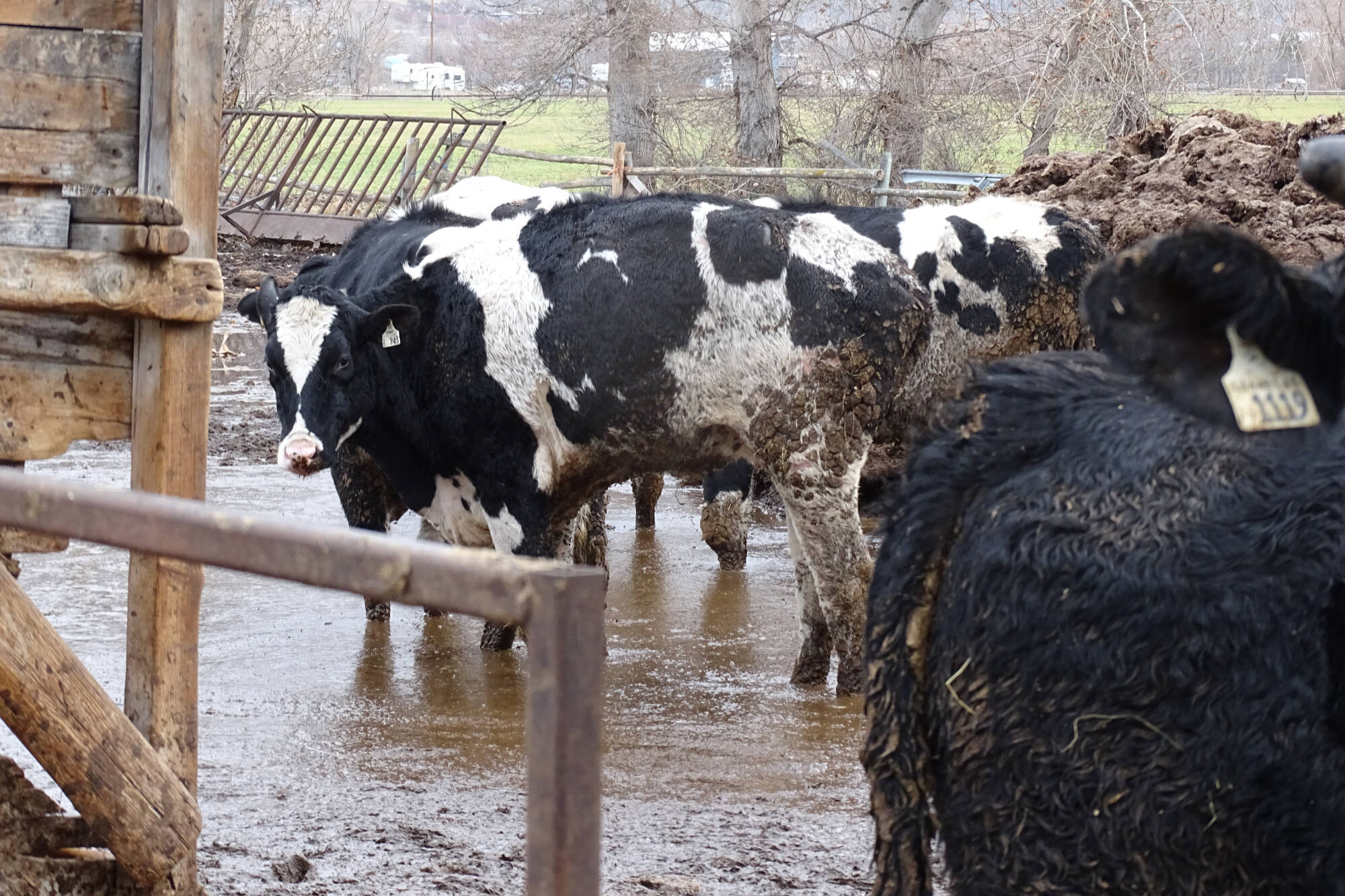 Close to 130 cattle being kept in 'deplorable' conditions were seized in January from a Cawston rancher. (BC SPCA)