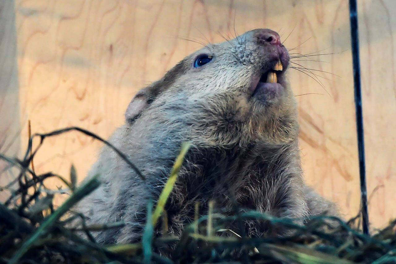 The famous groundhog in Wiarton, Ont., looks skyward in order to give his prognostication on Monday, Feb. 2, 2015. What is the name of this famous groundhog? (Frank Gunn/CP)