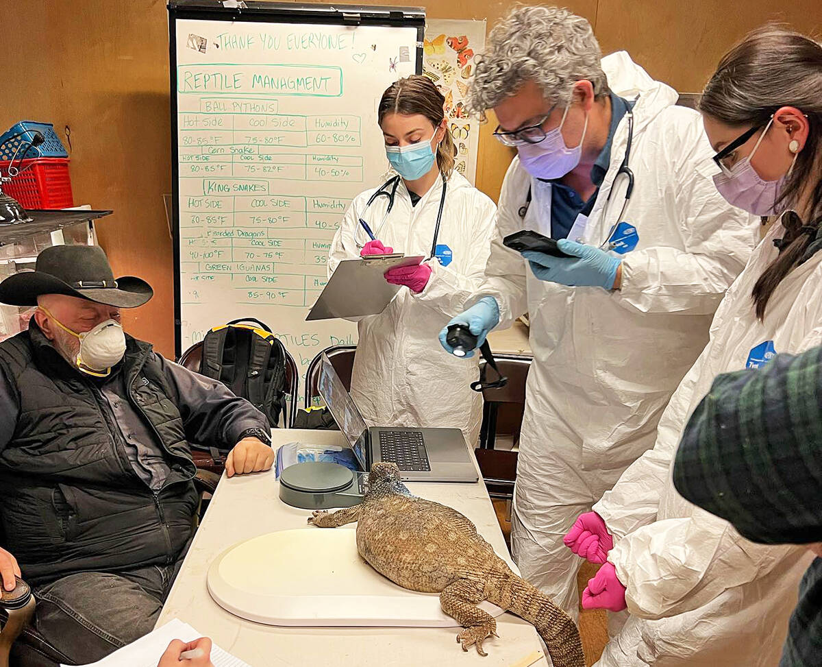 Dr. Adrian Walton and staff, with Urban Safari Rescue Society founder Gary Oliver, assess a Savannah monitor that survived the fire. Walton says he expects it to make a full recovery. (Urban Safari Rescue Society/Special to The News)
