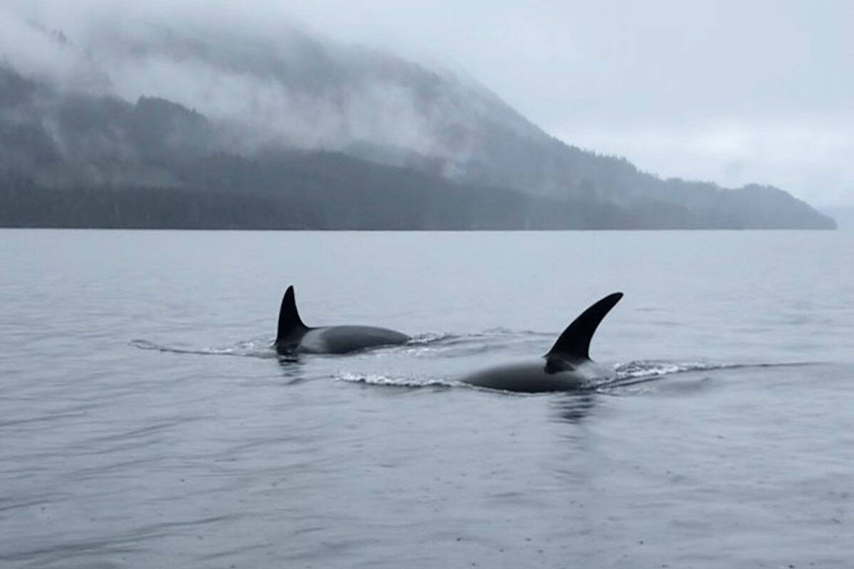 Killer whales often come and visit Neroutsos Inlet near Port Alice. (Regan Hickling photo)