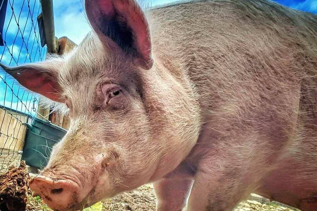 Theo was 800 pounds when picked up alongside the highway in Langley. After getting to A Home for Hooves Farm Sanctuary, he slimmed down, got a girlfriend and happily lived out the rest of his days. (Courtesy of A Home for Hooves Farm Sanctuary)