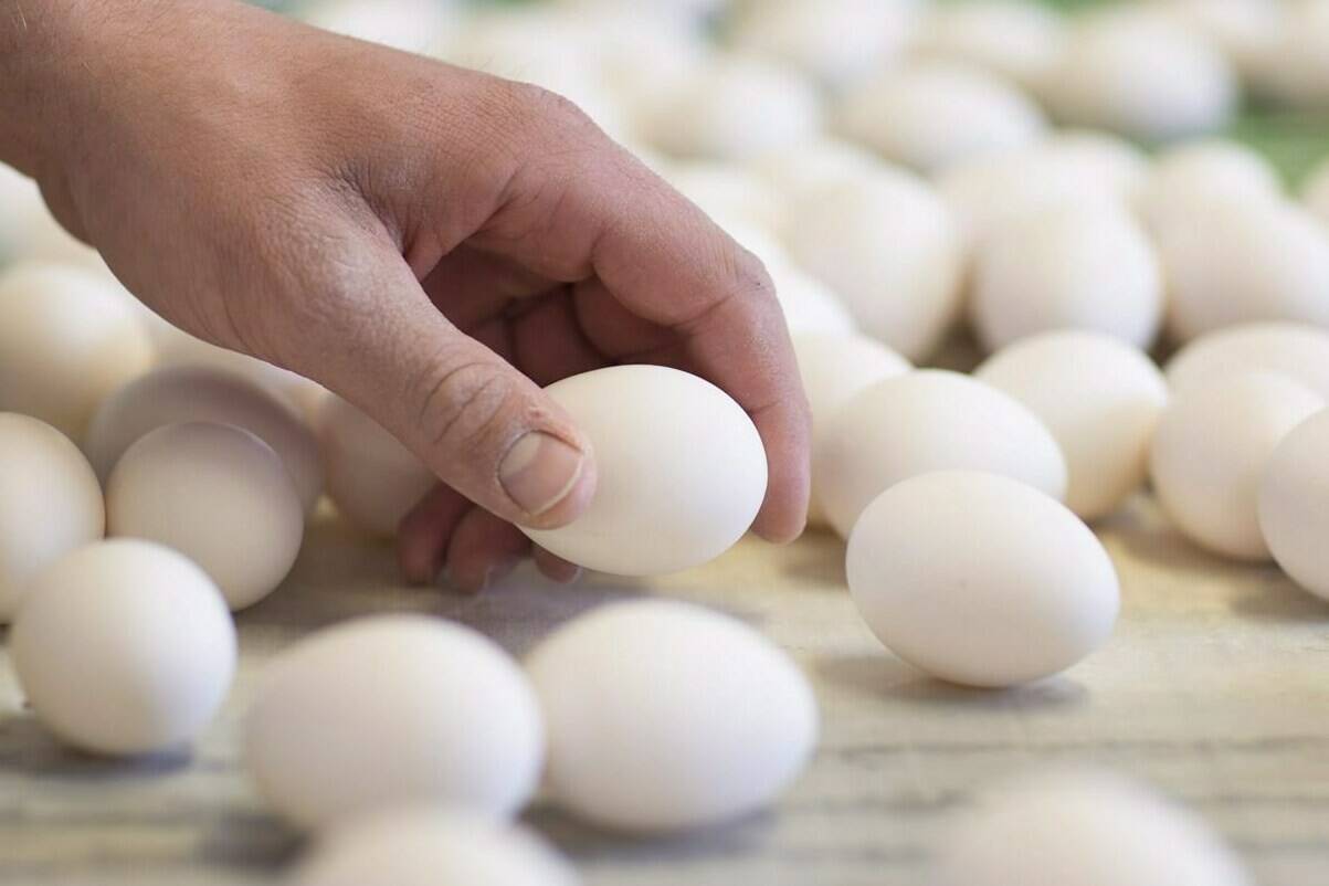 Eggs are sorted at an egg farm in West Lincoln, Ont., on Monday, March 7, 2016. Canada’s supply managed egg industry is quietly emerging as a boon for Canadian consumers as other countries grapple with massive egg shortages, rationing and spiking prices. THE CANADIAN PRESS/Peter Power