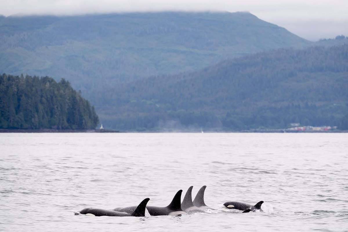 Killer whales are shown in Chatham Sound near Prince Rupert, B.C., Friday, June, 22, 2018. The endangered southern resident killer whale population suffered more loss with one of the orcas possibly dying of cancer, says an expert. THE CANADIAN PRESS Jonathan Hayward