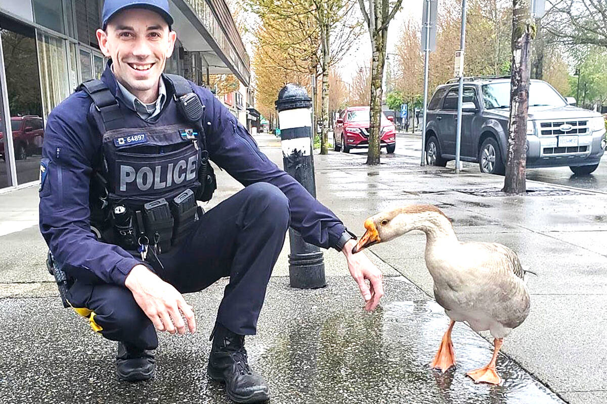 Project Mama Duck is a new pedestrian safety program run by the Ridge Meadows RCMP Road Safety Target Team, which is seen here crouching next to a goose. (Ridge Meadows RCMP/Special to The News)