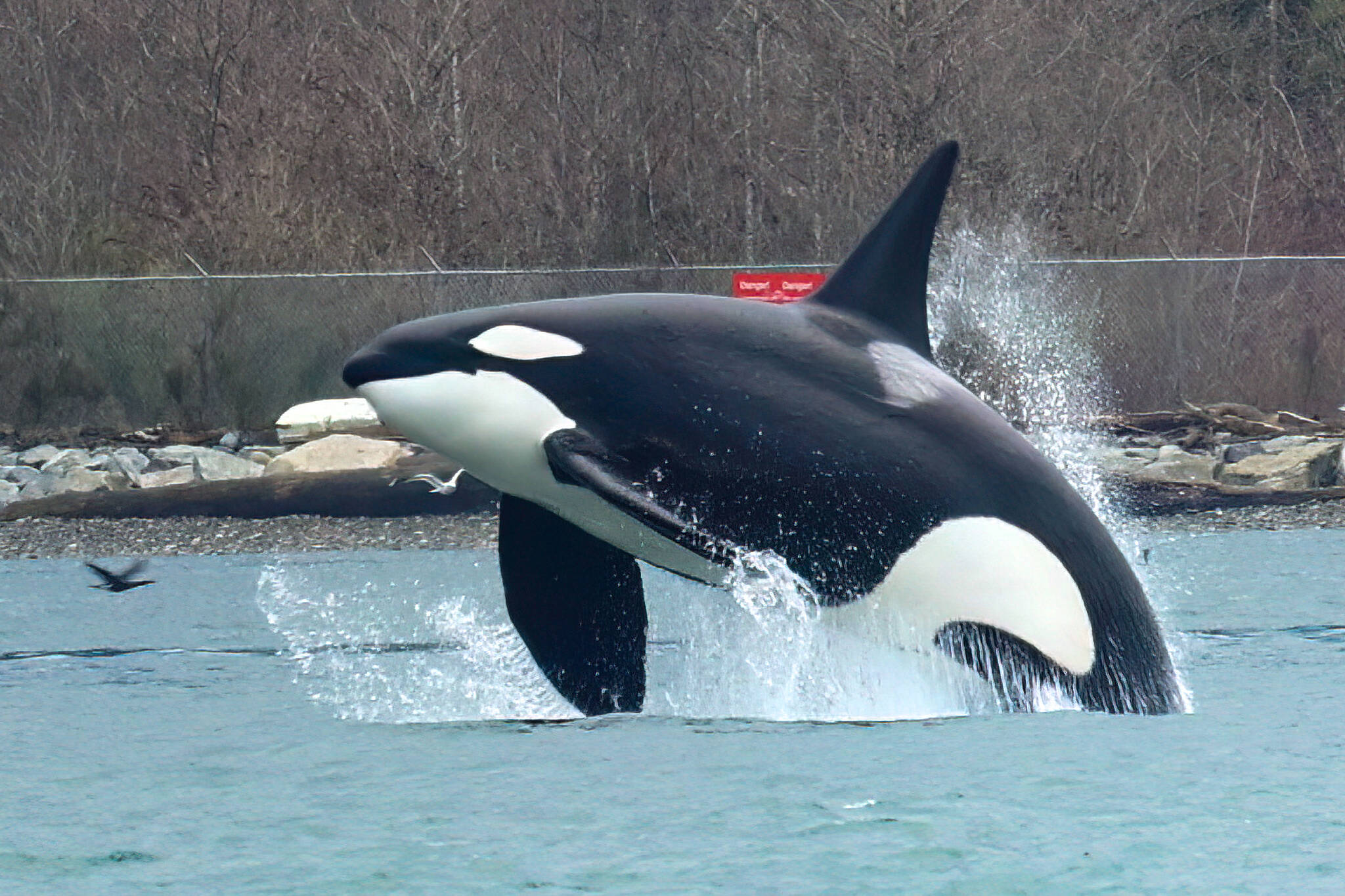 An orca is shown breaching near Brockton Point in Stanley Park in Vancouver on Friday, Feb. 10, 2023.The image was caught by wildlife photographer Frank Lin while he was surveying for seabirds with a volunteer team. Scientists say orca pods are appearing in urban waters in higher frequency with harbour seals - one of the orcas’ primary food sources - congregating near cities. THE CANADIAN PRESS/HO-Frank Lin, @fylegend21 on Instagram