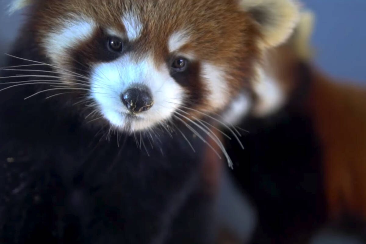 There’s a family of four red pandas at the Greater Vancouver Zoo, following the delivery of twin cubs – one girl, one boy – last June. Now they need names. (Screengrab Greater Vancouver Zoo)