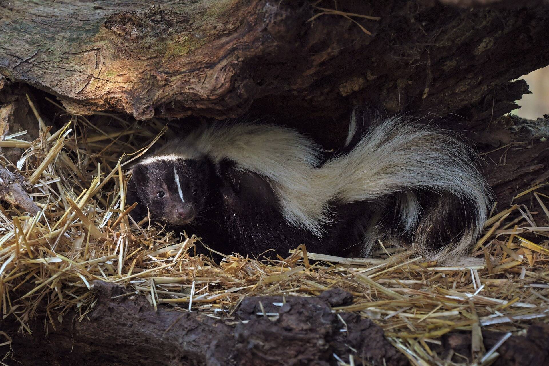 Wildlife advocates suspect seven skunks found dead in Richmond ate rat poison and are urging people to show more awareness of the effects of poison on the food chain. (pixabay photo)
