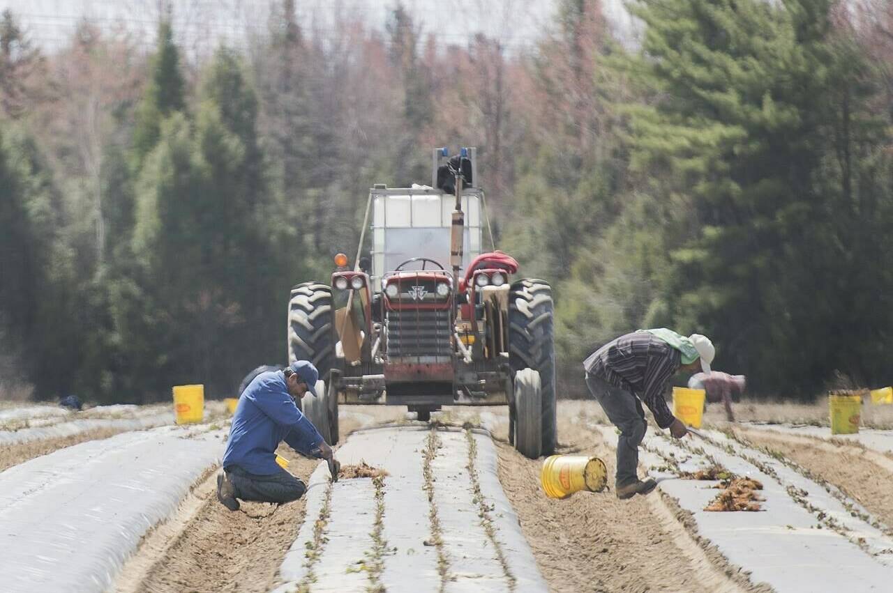Temporary foreign workers from Mexico plant strawberries on a farm in Mirabel, Que., on May 6, 2020. THE CANADIAN PRESS/Graham Hughes