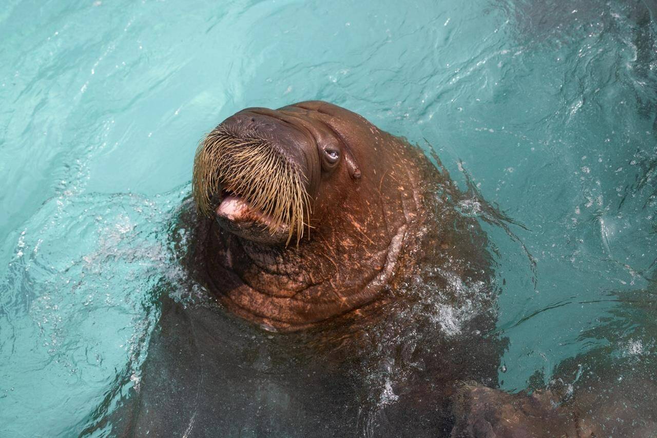 Boris the walrus is shown in a handout photo from the Quebec Aquarium. Canada’s three remaining captive walruses, including Boris, have been moved to a new marine park in Abu Dhabi. THE CANADIAN PRESS/HO-Quebec Aquarium