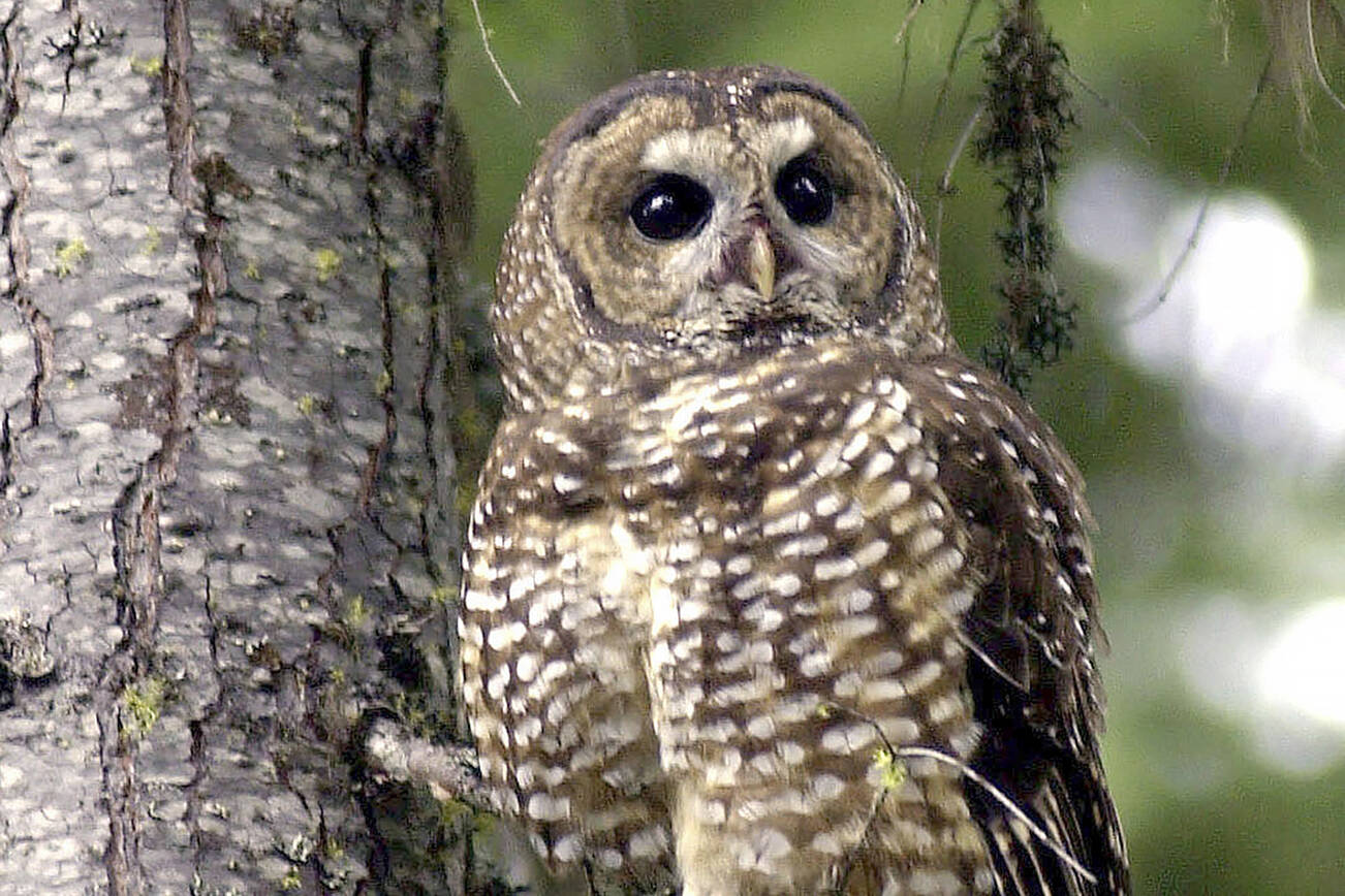 FILE - A northern spotted owl, named Obsidian by U.S. Forest Service employees, sits in a tree in the Deschutes National Forest near Camp Sherman, Ore., in this May 8, 2003 file photo. (AP Photo/Don Ryan, File)