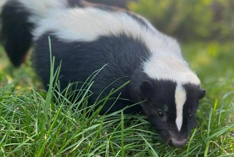 A skunk is seen in an undated handout photo. Eight skunks found dead last month in Vancouver and nearby Richmond, B.C., tested positive for avian flu. THE CANADIAN PRESS/HO-Critter Care Wildlife Society