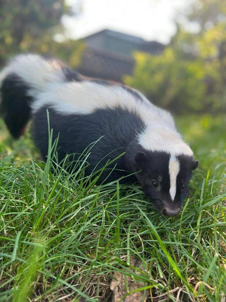 A skunk is seen in an undated handout photo. Eight skunks found dead last month in Vancouver and nearby Richmond, B.C., tested positive for avian flu. THE CANADIAN PRESS/HO-Critter Care Wildlife Society