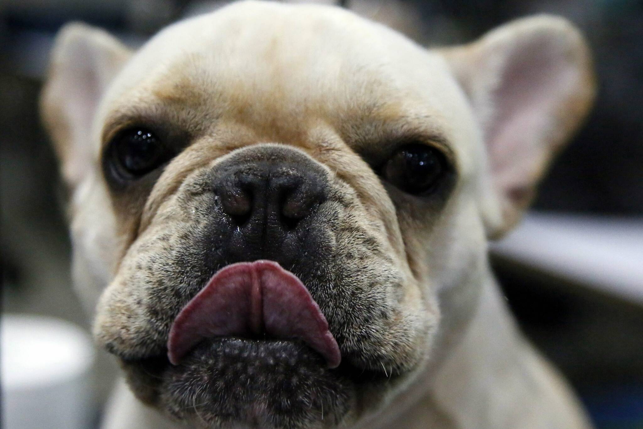 Sugar, a 2-year-old French bulldog, licks her mouth while waiting to be groomed during the Thailand International Dog Show in Bangkok, Thailand, Thursday, June 29, 2017. THE CANADIAN PRESS/AP-Kankanit Wiriyasajja