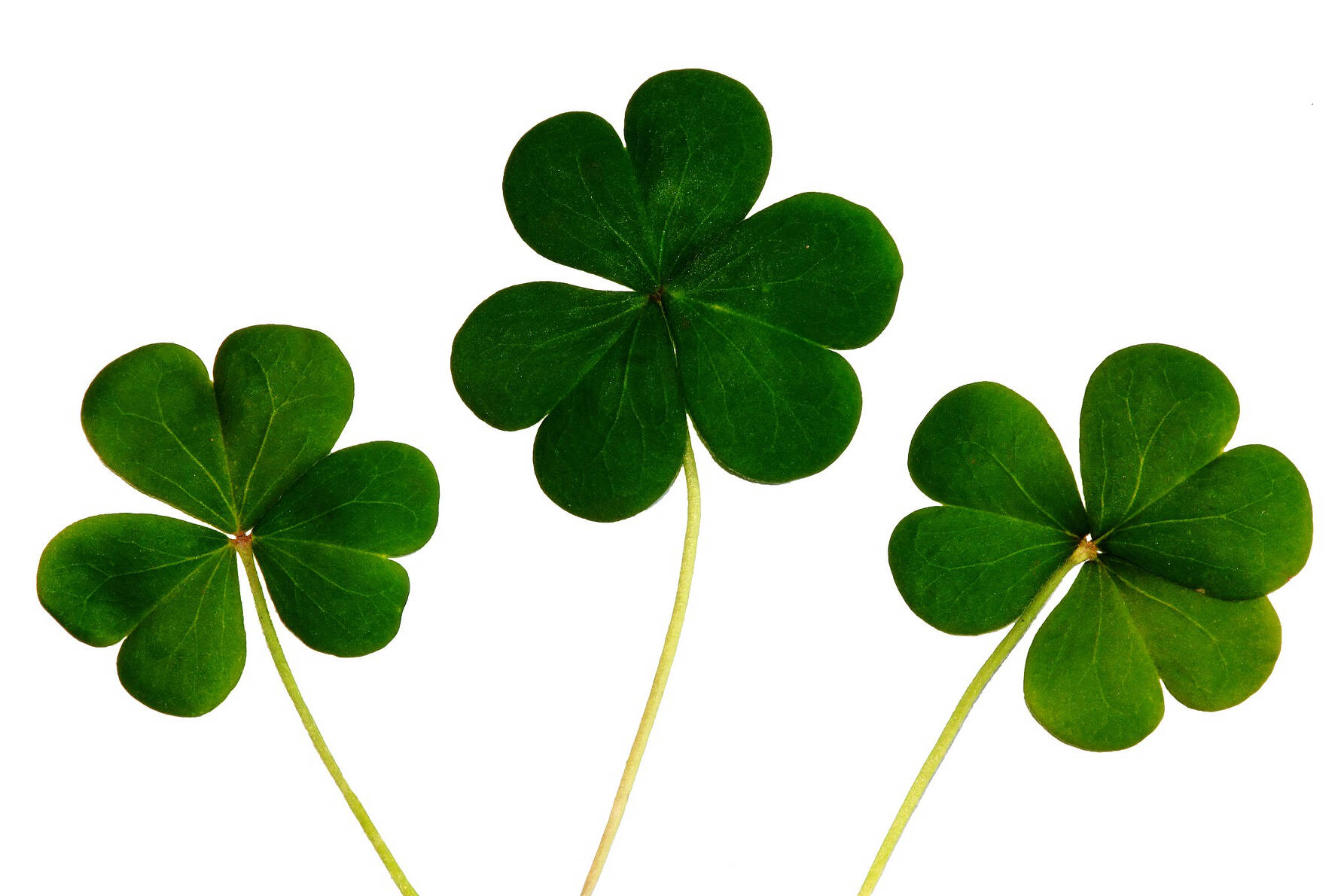 Shamrocks are associated with Ireland, but a four-leaf clover is much more rare. Do you know the odds of finding a four-leaf clover? (Pixabay.com)