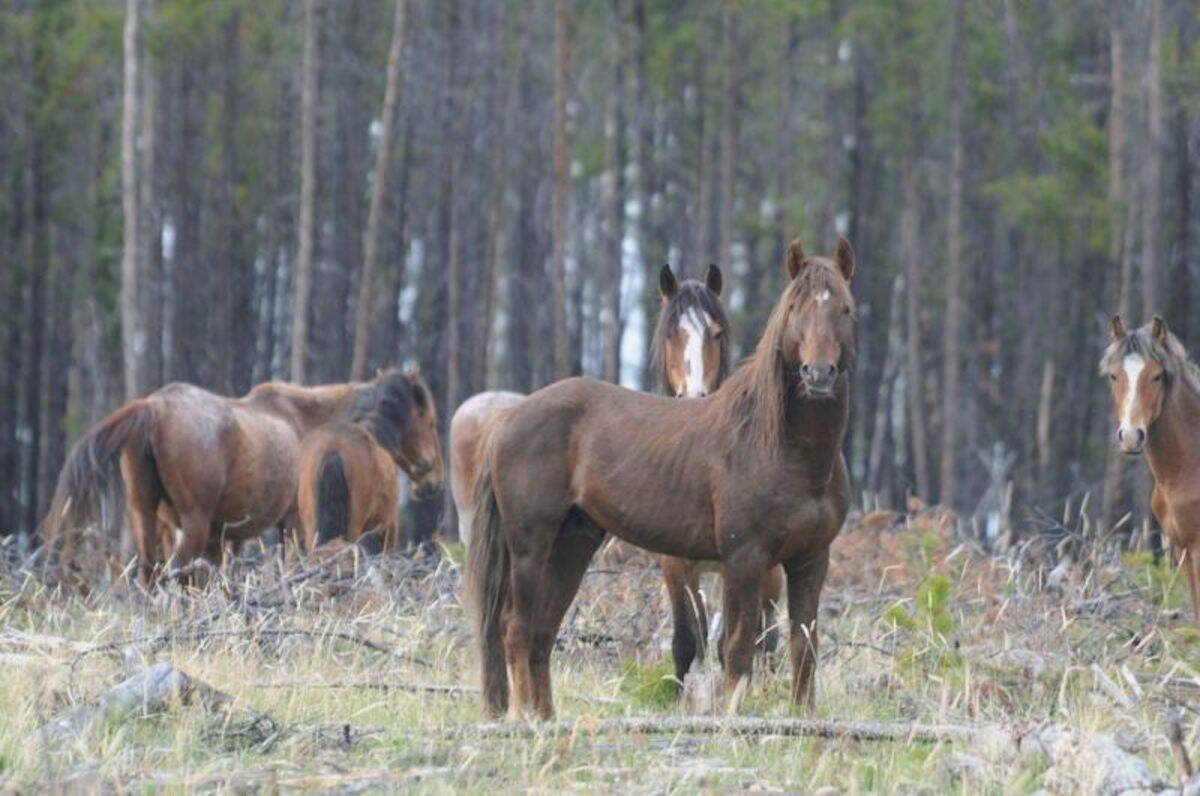 Horses in the Brittany Triangle. (Photo/Wayne McCrory)