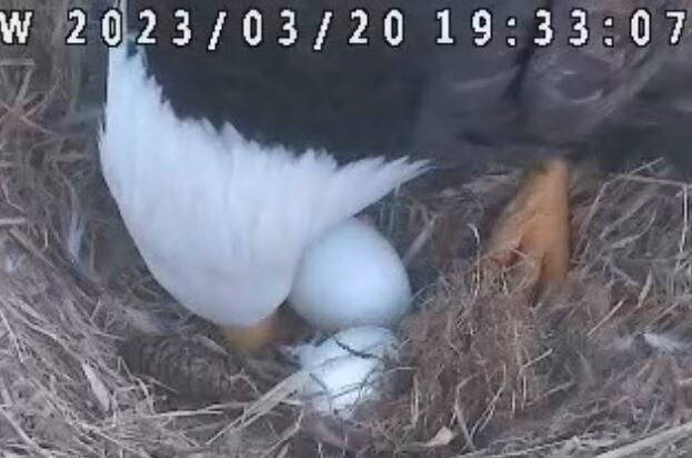 A pair of bald eagle parents-to-be are carefully taking care of two eggs, laid March 17 and March 20. Two other pairs in Delta and South Surrey appear to be making efforts toward breeding eggs of their own, all visible on 24/7 live camera streams on the Hancock Wildlife Foundation website. (Hancock Wildlife Foundation/Facebook)