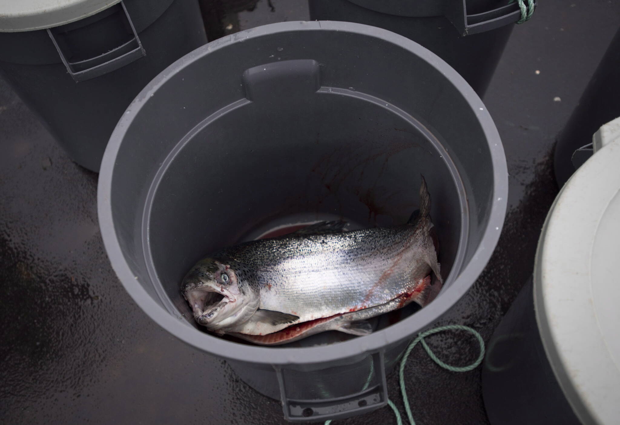 An Atlantic salmon is seen collected for samples from during a Department of Fisheries and Oceans fish health audit at the Okisollo fish farm near Campbell River, B.C. Wednesday, Oct. 31, 2018. THE CANADIAN PRESS /Jonathan Hayward