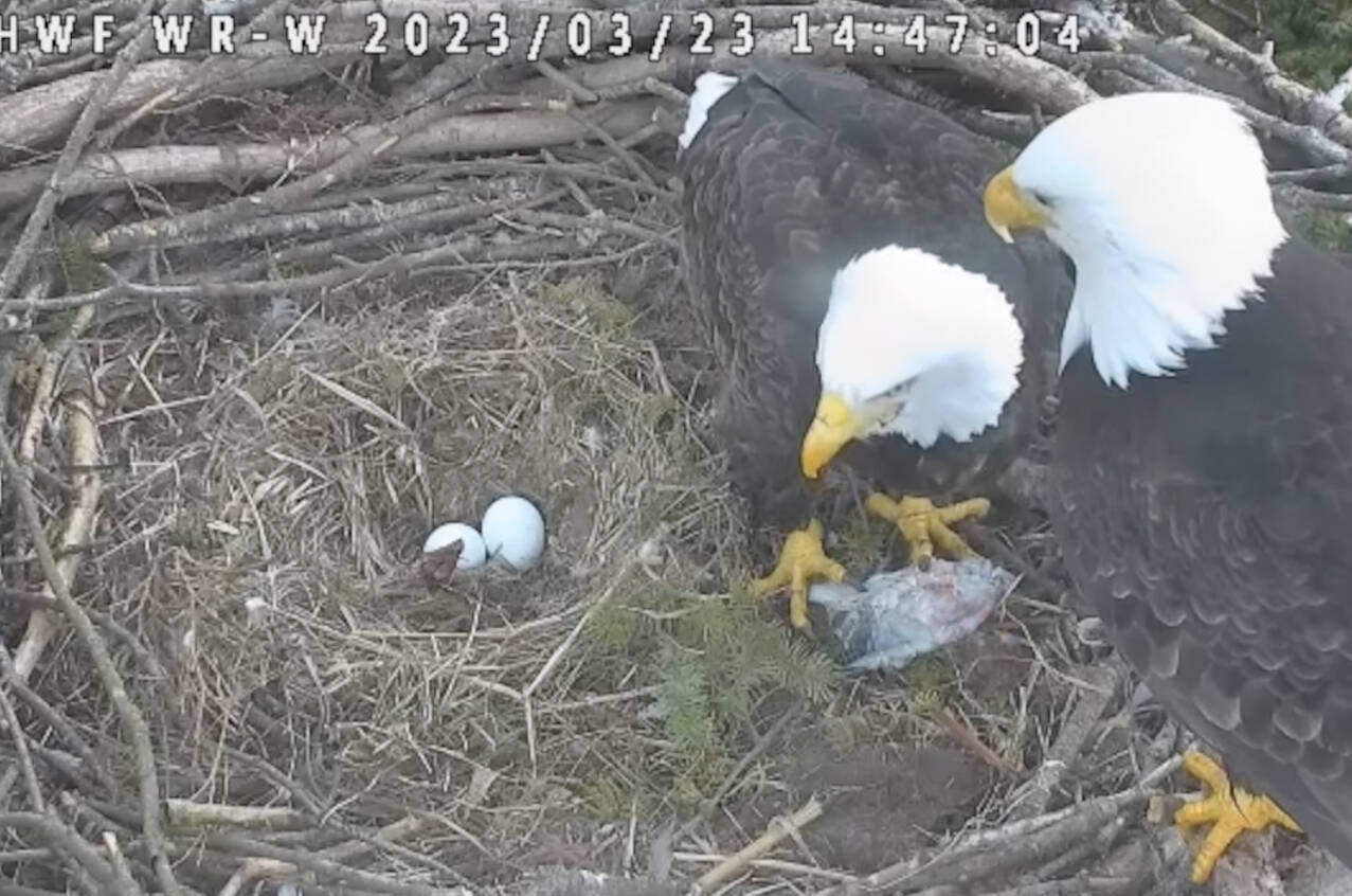 The White Rock bald eagle nest with two eggs, laid March 17 and March 20. (Hancock Wildlife Foundation)