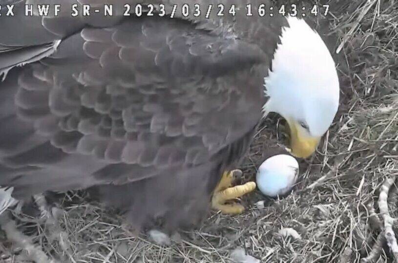 A bald eagle dubbed ‘Brit’ shows the egg laid on March 24, 2023. She and partner Rey live in a South Surrey nest near 0 Avenue and 172 Street and followers are watching closely to see if there will be any more eggs for the pair. (Hancock Wildlife Foundation/Facebook)