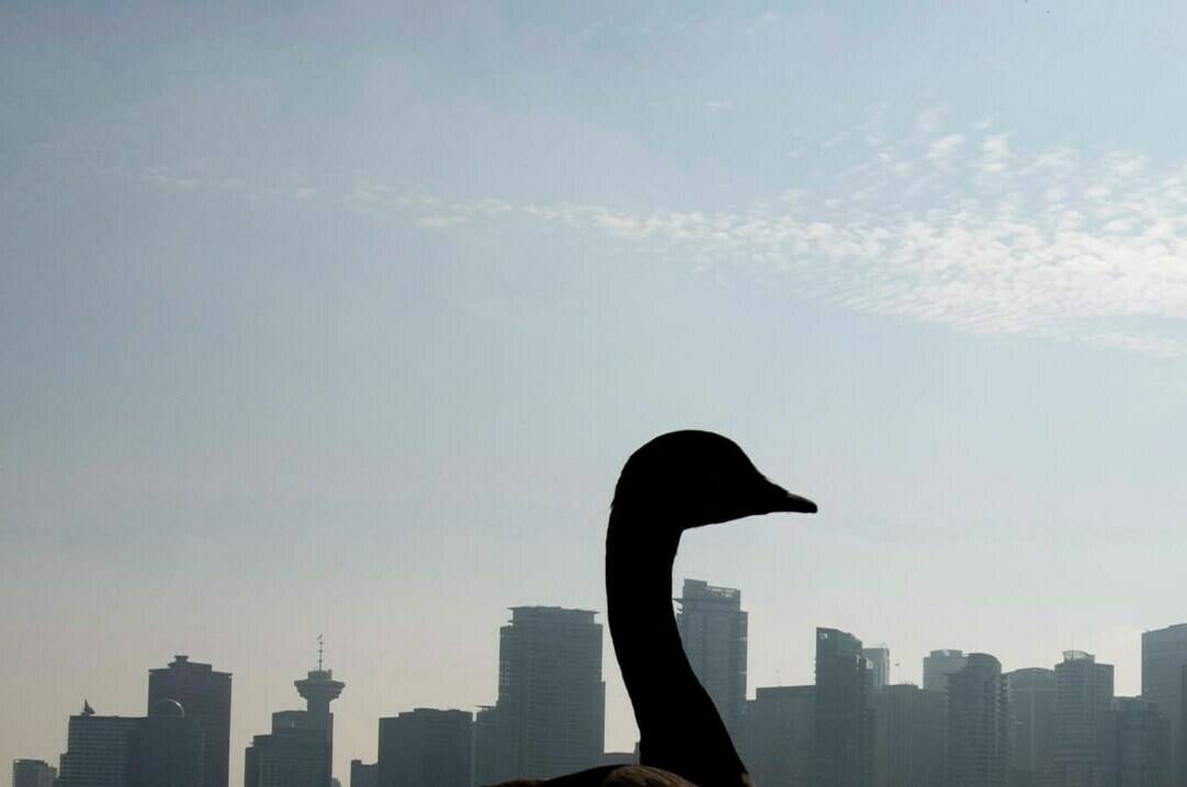 The Vancouver Board of Parks and Recreation is asking residents to keep an eye out for nesting Canada geese so that staff can replace their eggs with ones that have been frozen to help control the population. A Canadian Goose is silhouetted against the Vancouver skyline as it walks along the seawall in Stanley Park, Tuesday, Oct. 15, 2013. THE CANADIAN PRESS/Jonathan Hayward