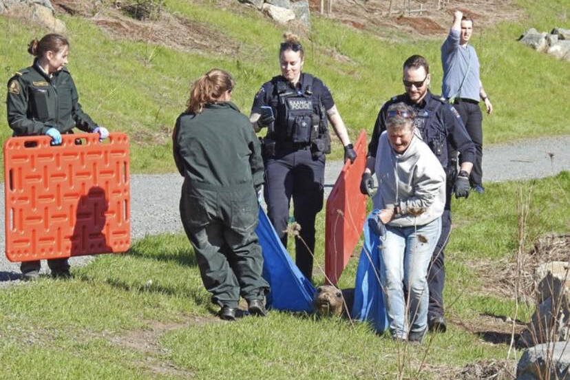 A team spent more than two hours redirecting a juvenile elephant away from the Trans-Canada Highway in Saanich. (Gorge Tillicum Community Association/Facebook)
