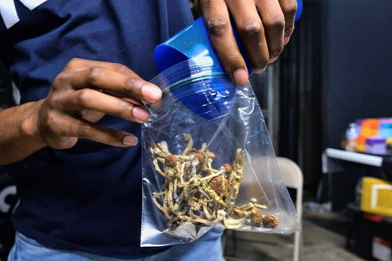 A vendor bags psilocybin mushrooms at a cannabis marketplace in Los Angeles, Friday, May 24, 2019. A lawyer alleged Tuesday Canada’s government violated the constitutional right to life, liberty and security of hundreds of patients who are on a waiting list to access psilocybin-assisted psychotherapy by rejecting applications from health-care professionals requesting permission to ingest restricted drugs as a part of their training to provide the service. THE CANADIAN PRESS/AP-Richard Vogel