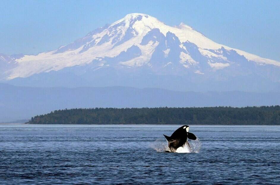 In this July 31, 2015, file photo, an orca whale breaches in view of Mount Baker, some 60 miles distant, in the Salish Sea in the San Juan Islands, Washington State. THE CANADIAN PRESS/AP-Elaine Thompson