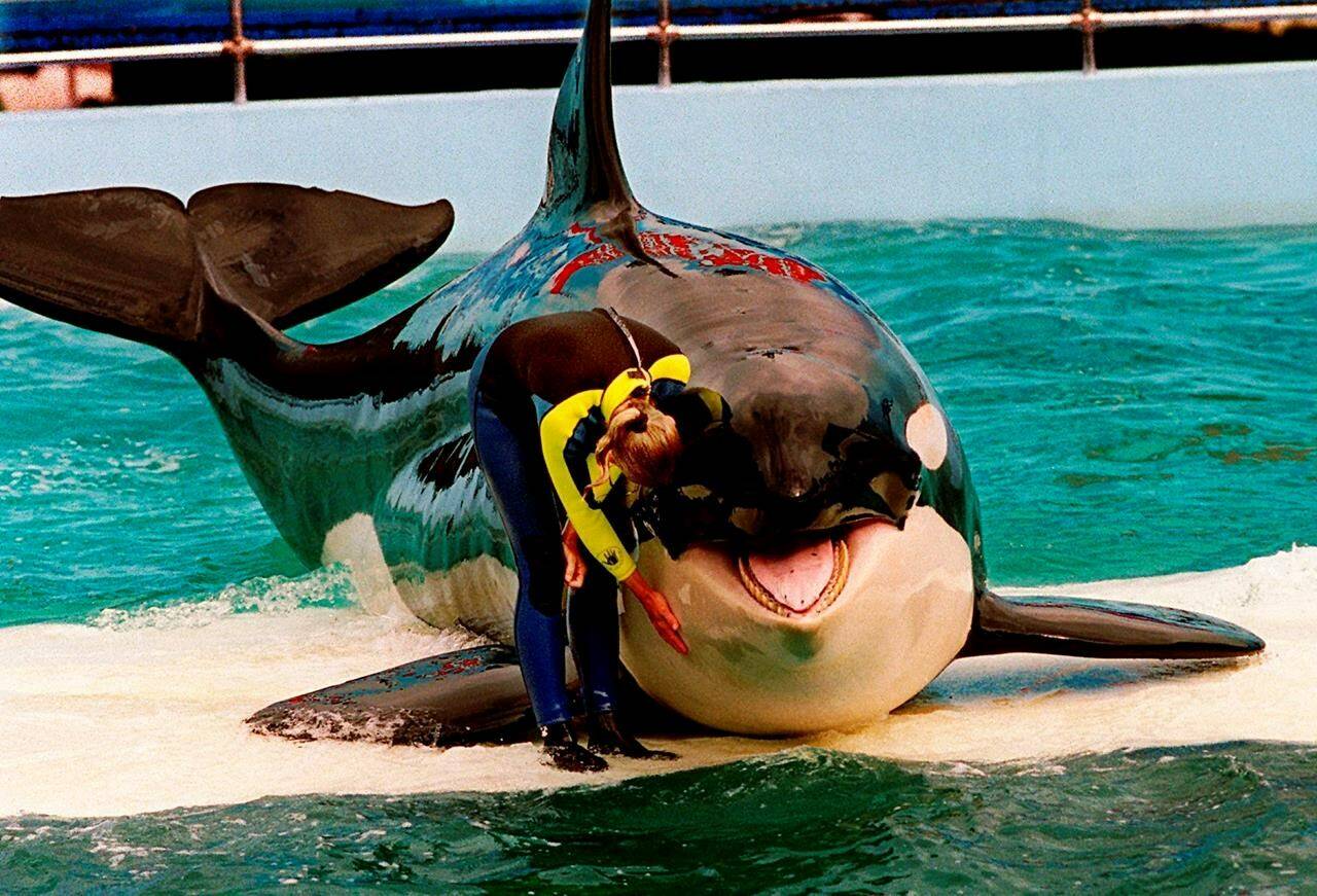 Trainer Marcia Hinton pets Lolita, a captive orca whale, during a performance at the Miami Seaquarium in Miami, March 9, 1995. THE CANADIAN PRESS/AP-Miami Herald-Nuri Vallbona