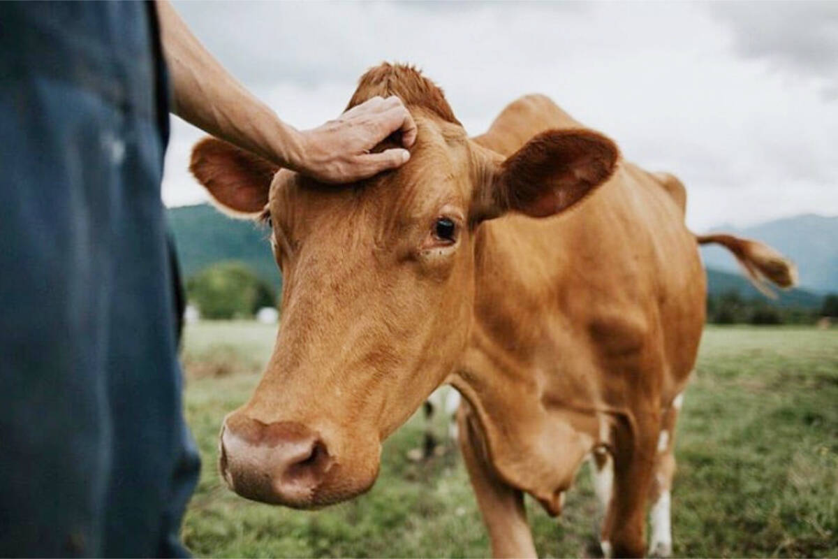 A sweet cow from The Farm House Natural Cheeses in Agassiz. (Photo submitted)