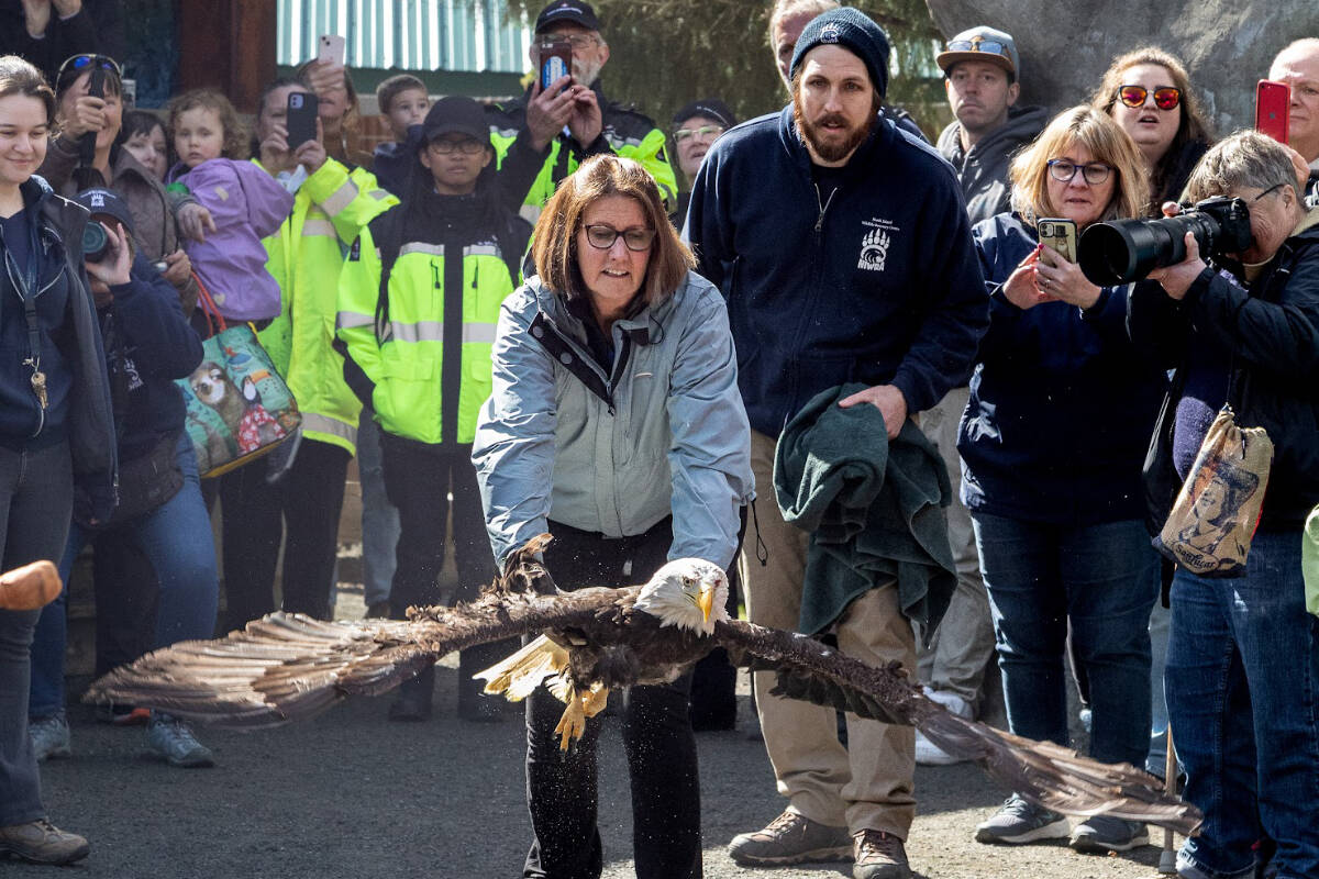 Denise Foster of the French Creek Estuary Nature Preserve releases the rehabilitated eagle back to its natural elements, with North Island Wildlife Recovery Centre’s Animal care supervisor Derek Downes assisting her. (Deb Freeman photo)
