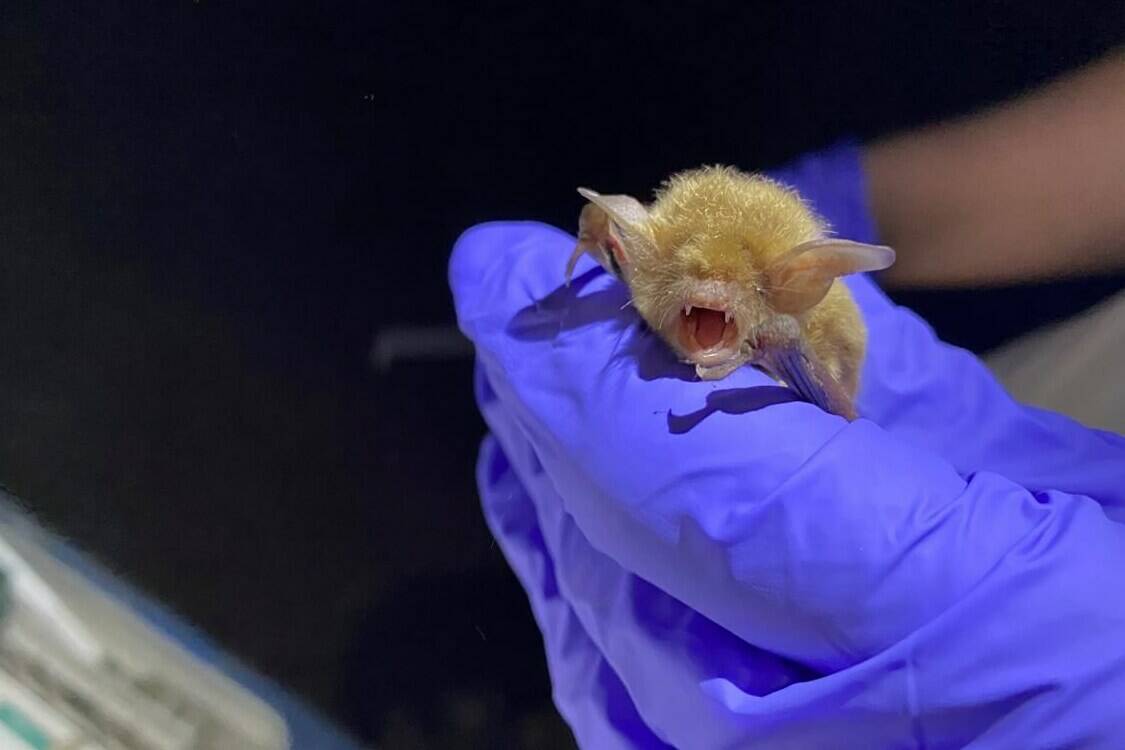 A Myotis Bat is caught by Utah Division of Natural Resources Wednesday, May 26, 2021. A fungus that has led to some Canadian bat populations becoming endangered has been found in British Columbia. The province’s Ministry of Water, Land and Resource Stewardship says the fungus that causes white nose syndrome, which has no proven treatment, has been detected in bat guano in the Grand Forks area. THE CANADIAN PRESS/The Spectrum-Elle Cabrera-via AP