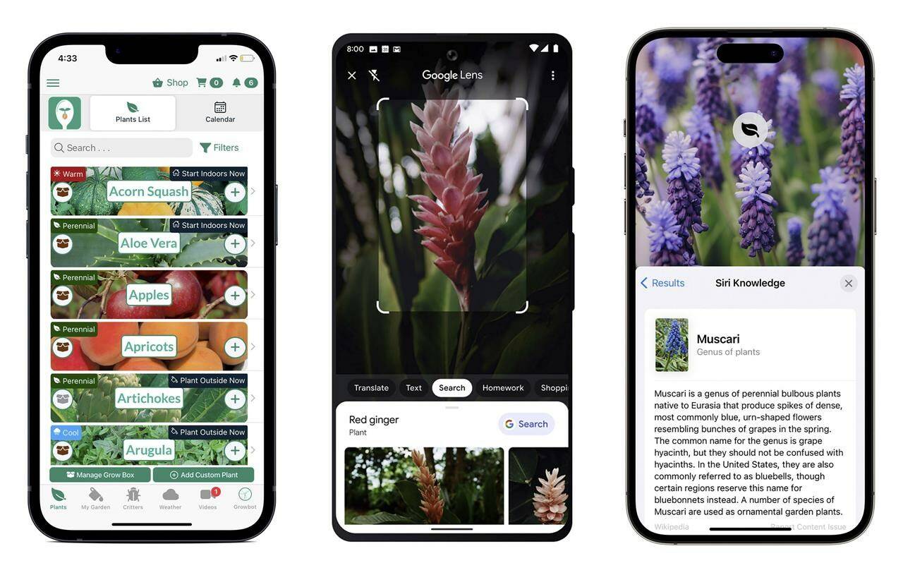 This combination of images show gardening apps, from left, the Seed to Spoon mobile gardening app by Park Seed, from left, the Google Lens app that has image-recognition technology to identify plants, and Apple's AI-powered Visual Look Up feature to identify flowers. (Park Seed’s From Seed to Spoon/Google/Apple via AP)