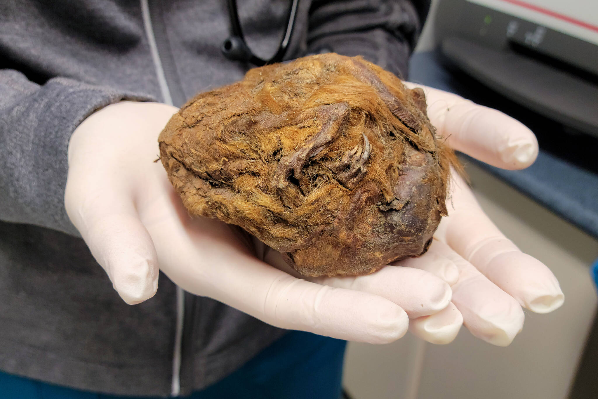 A person holds a mummified Arctic ground squirrel uncovered near Dawson City, Yukon, in an undated handout photo. The 30,000-year-old animal is set to go on display this May at Whitehorse’s Yukon Beringia Interpretive Centre. THE CANADIAN PRESS/HO-Yukon Territorial Government