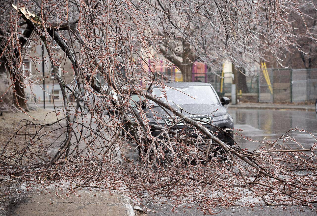 Fallen tree branches are shown on a street following an accumulation of freezing rain in Montreal, Wednesday, April 5, 2023. THE CANADIAN PRESS/Graham Hughes
